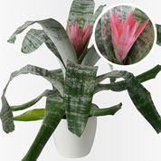 Bromeliad 'Primera' + White Cachepot